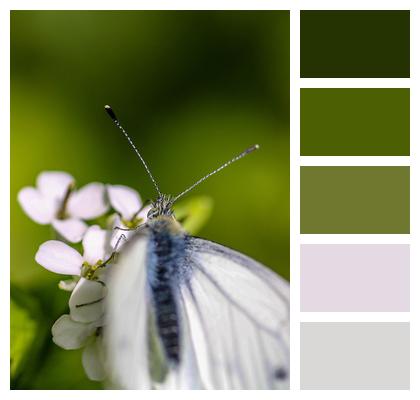 Butterfly Garlic Mustard Pollination Image